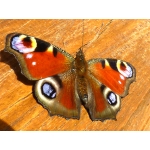 Peacock Butterfly Inachis io 10 larvae 
